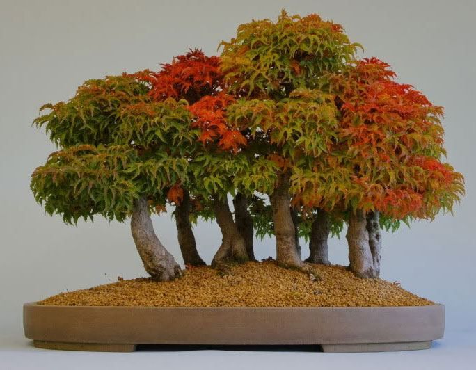 Maple Bonsai Forest