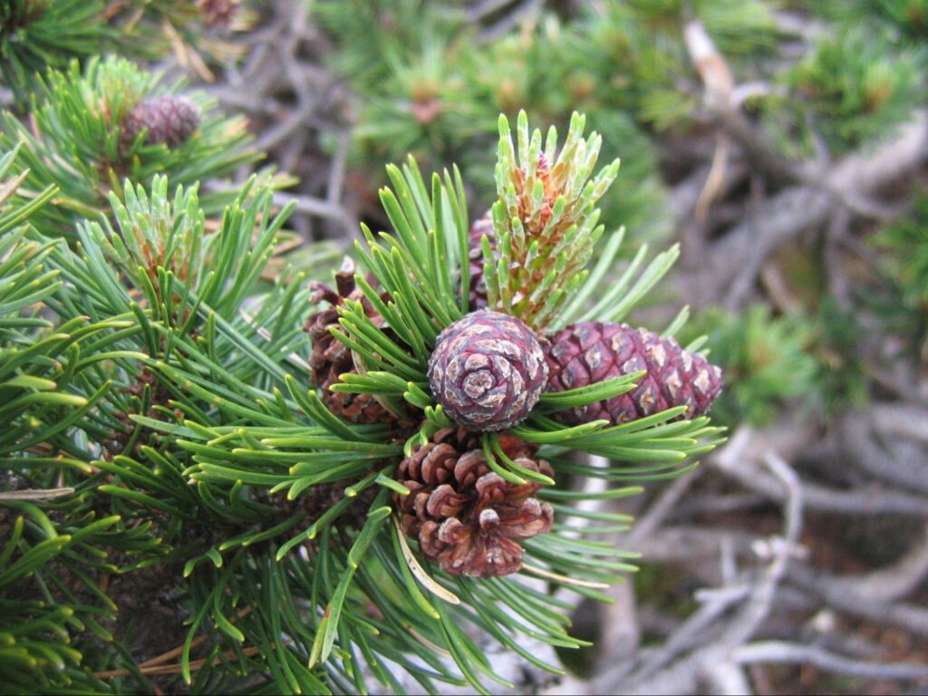 Mugo Pine Bonsai