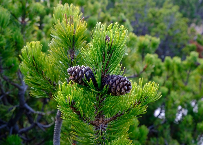 Mugo Pine Bonsai Temperature Tolerance