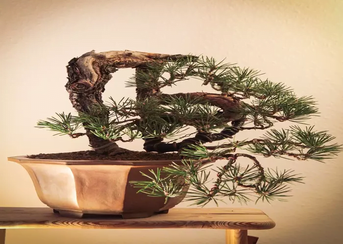 Mugo Pine Bonsai