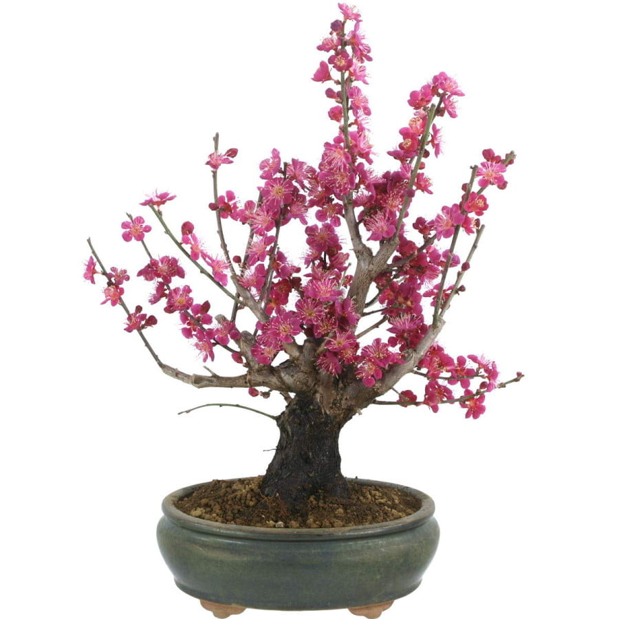 Prunus Mume Bonsai