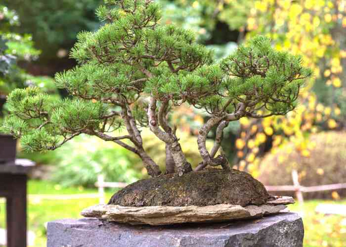 Right Placement for Japanese White Pine Bonsai