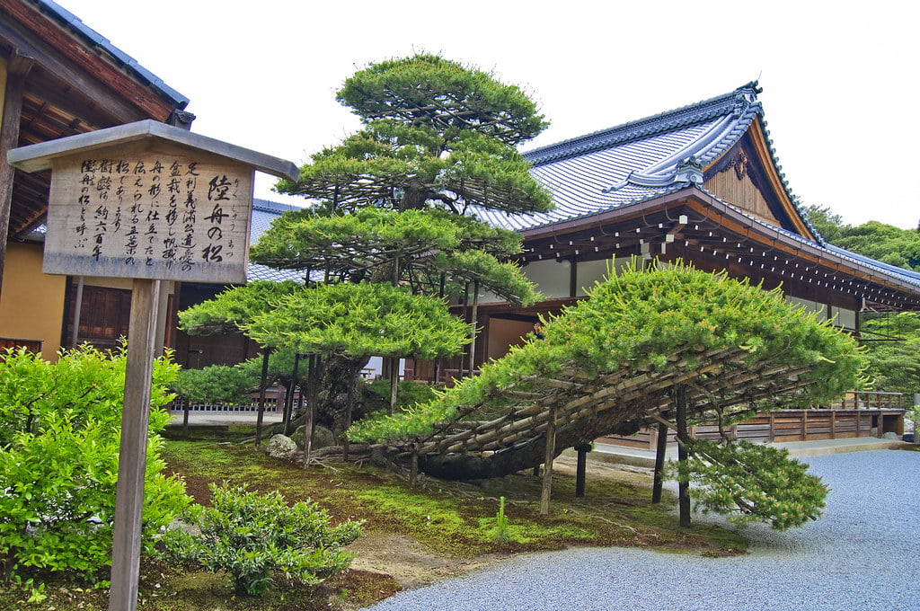 Rikushu-no-Matsu Ship Pine