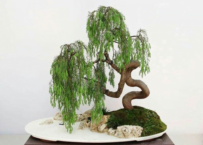 Weeping Willow Bonsai