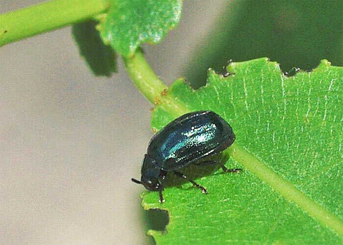 Willow Leaf Beetle 