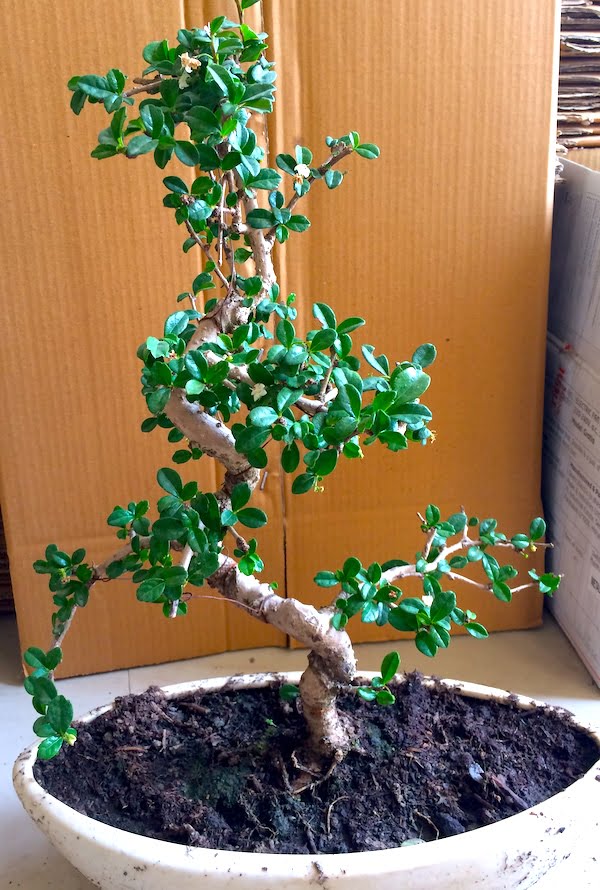 Best Bonsai Plant ever purchased flowering bonsai tree