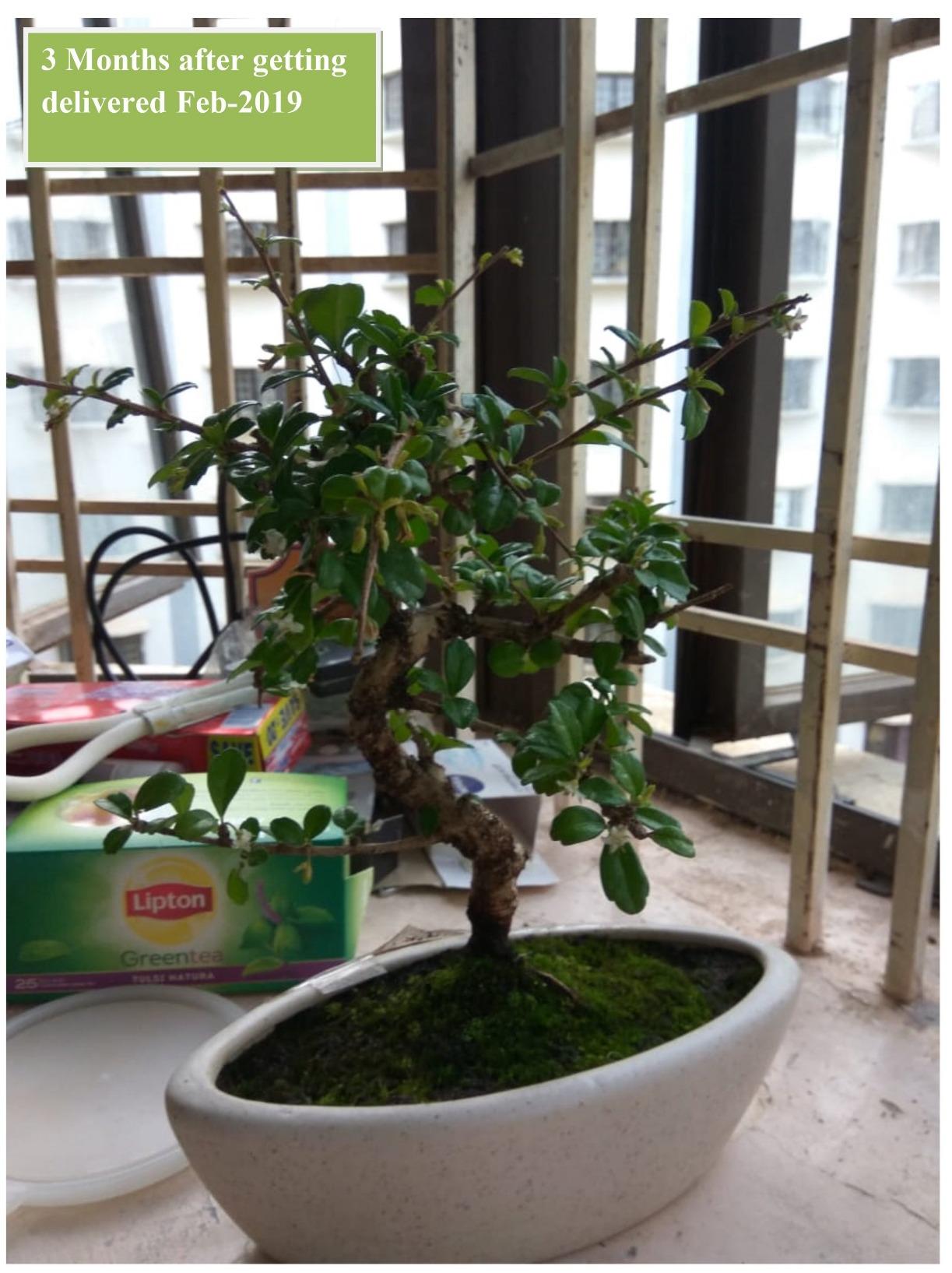 Carmona bonsai plant delivered by abana homes