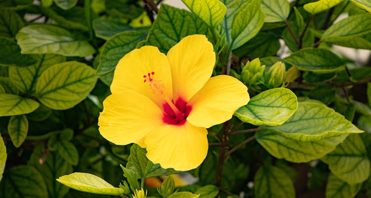 Causes of Hibiscus Leaves turning yellow