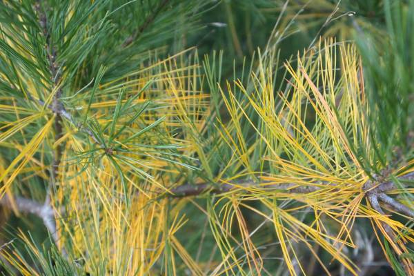 Needles on White Pine Trees Turning Yellow - The Mill - Bel Air, Black  Horse, Red Lion, Whiteford, Hampstead, Hereford, Kingstown