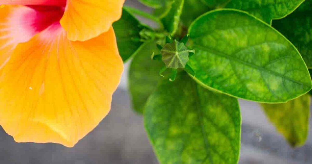 hibiscus plant Nutrient Deficiencies