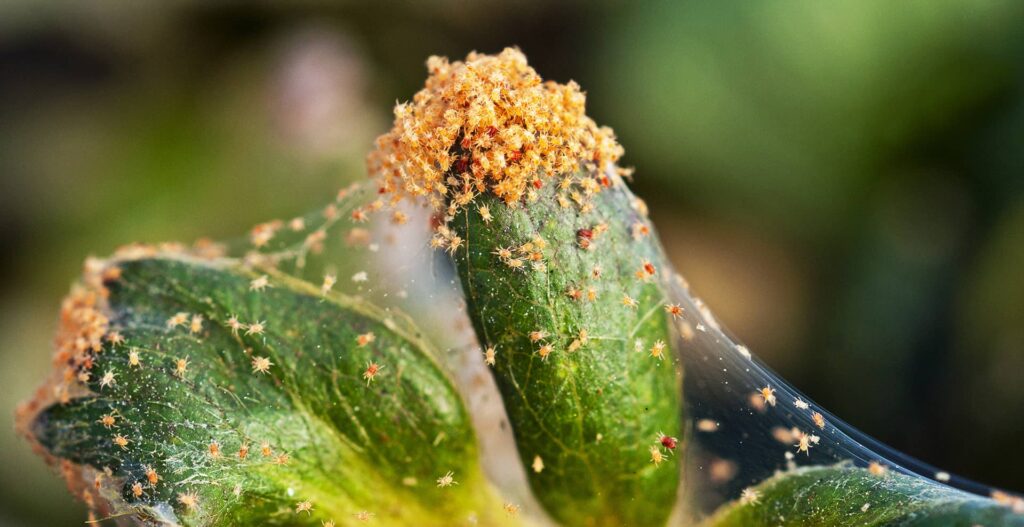 hibiscus plant Spider mites