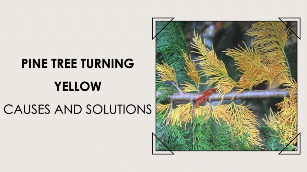 Pine Tree Turning Yellow Causes and Solutions