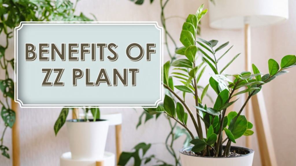 10+ Areca Palm Benefits: Amazing Indoor Palm Plant