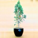 Juniper Plant in Black Ceramic Pot