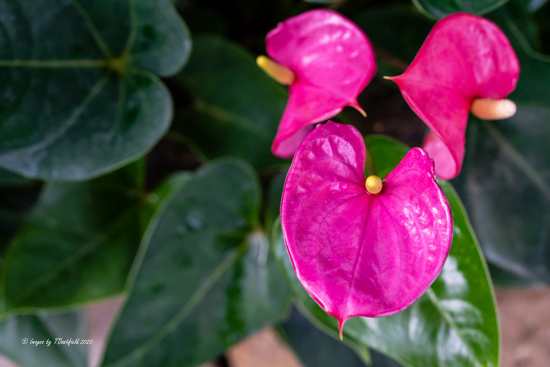 20 Pink Houseplants to Bring Life to Your Indoor Garden