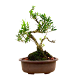 Bonsai Boxwood Plant