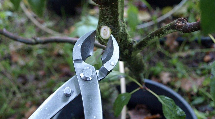 Top 15 Must-Have Bonsai Tools for Enthusiasts