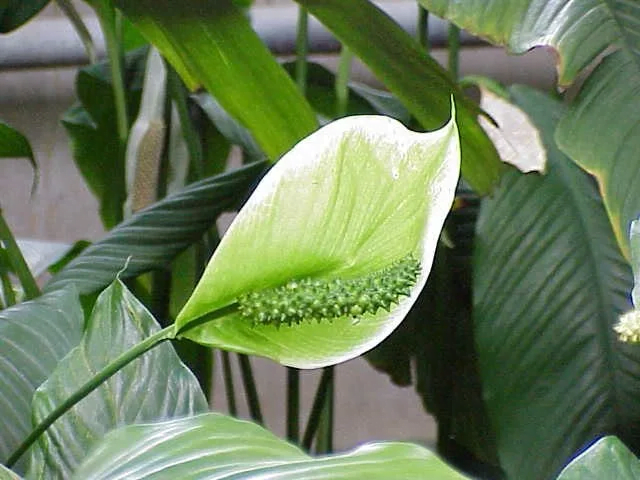 Cupido Peace Lily