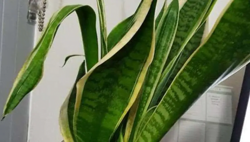 Drooping or bending leaves