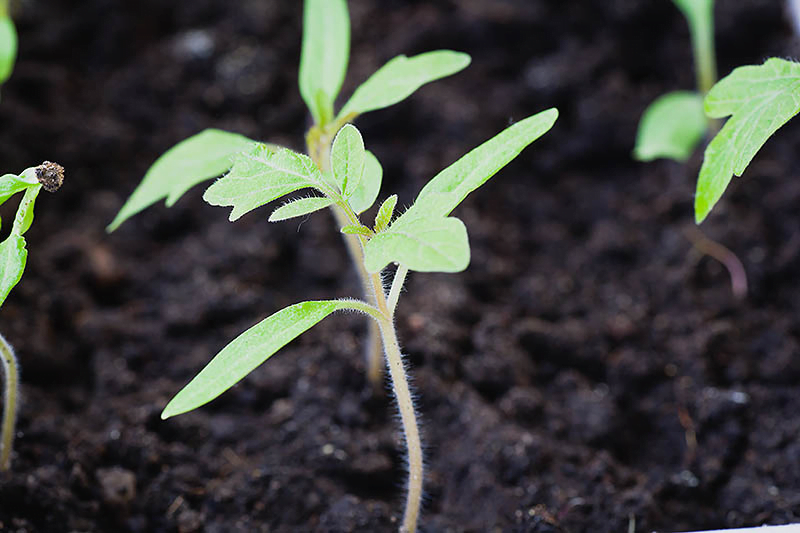 Early plant growth