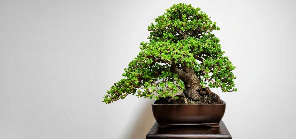 Elephant Bush Bonsai