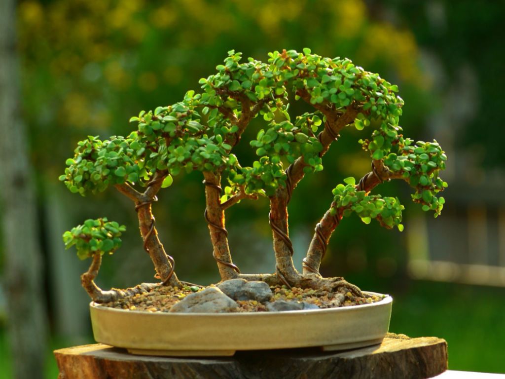 Elephant Bush Bonsai