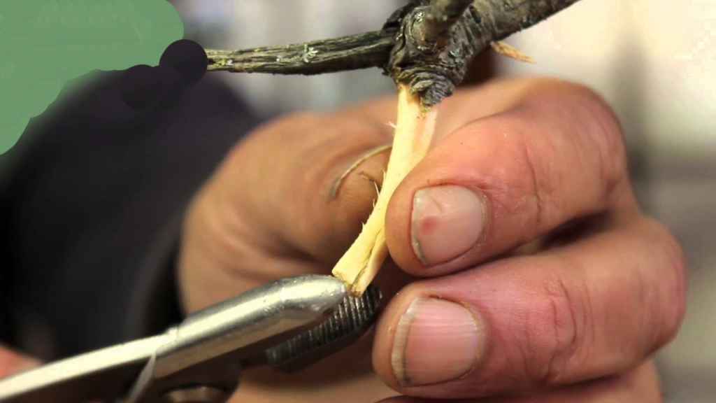 Cómo usar las tenazas Jin para el estilo de madera muerta de bonsái