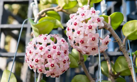 20 Pink Houseplants to Bring Life to Your Indoor Garden
