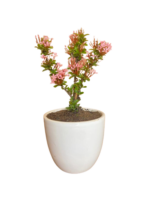 Ixora Mini Dwarf (Pink) - Plant