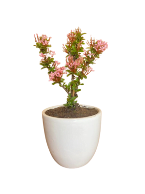 Ixora Mini Dwarf (Pink) - Plant