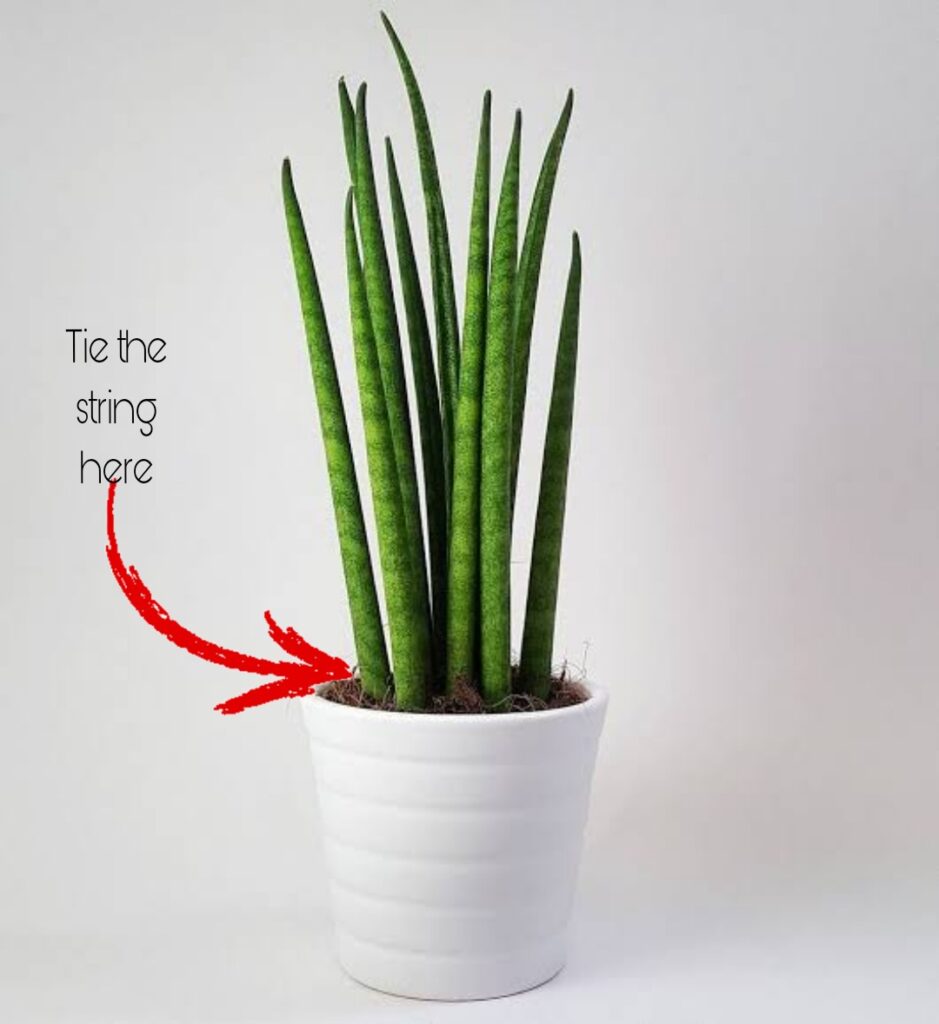 How to Braid Your Snake Plant: Tips and Care Guide