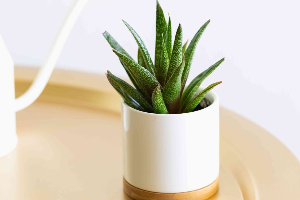 20 Succulents That Don't Need Direct Sunlight to Flourish