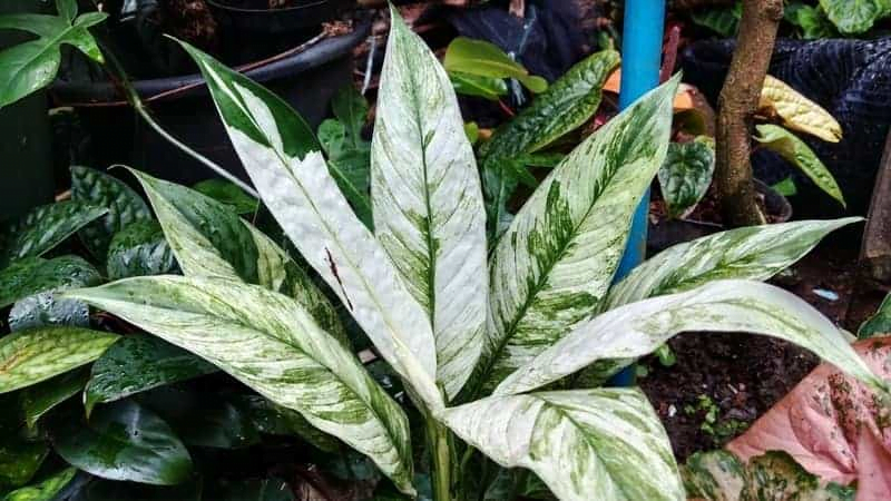 Picasso Peace Lily