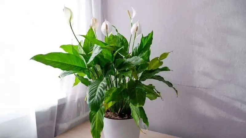 Power Petite Peace Lily