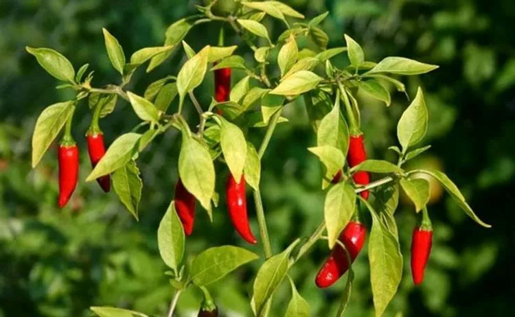 Serrano Pepper (Capsicum Annuum ‘Serrano’)