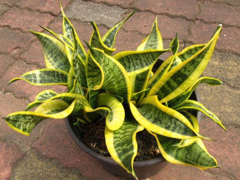 Twisted Sister Snake Plant
