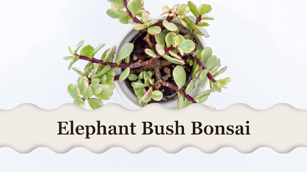 Elephant Bush Bonsai