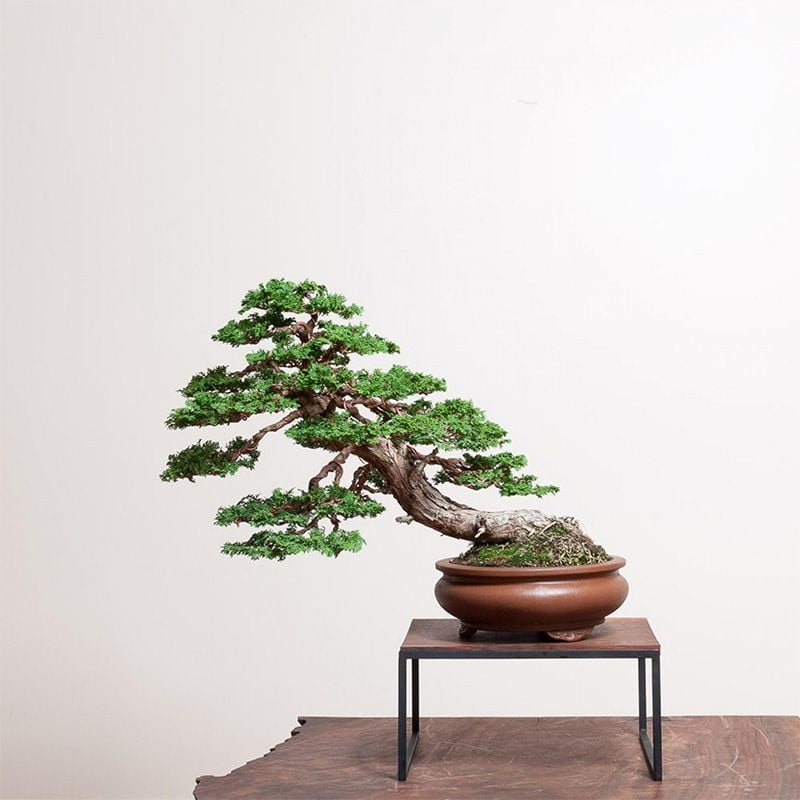 hinoki-cypress-bonsai-1