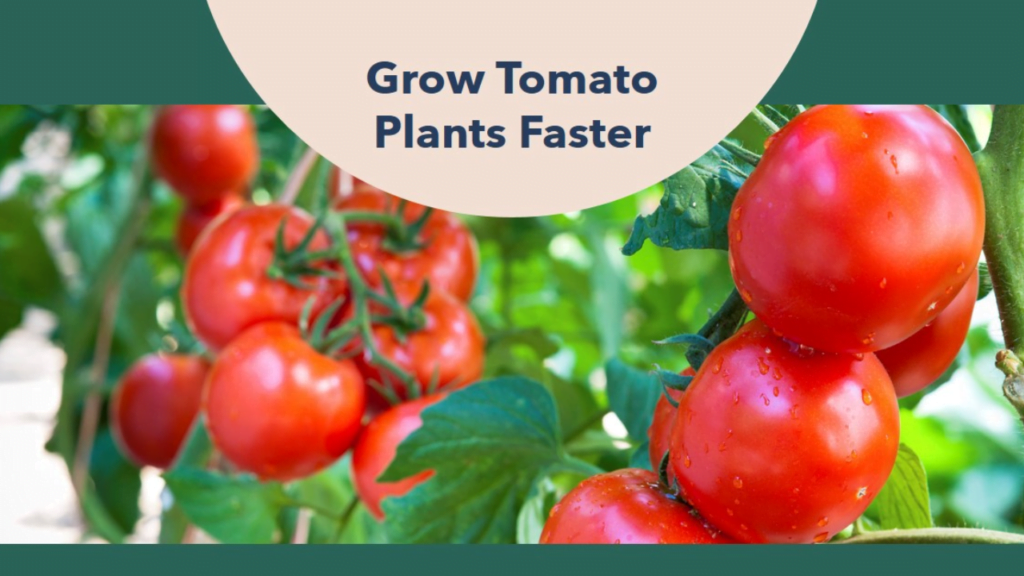 the-ultimate-guide-how-to-make-tomato-plants-grow-faster