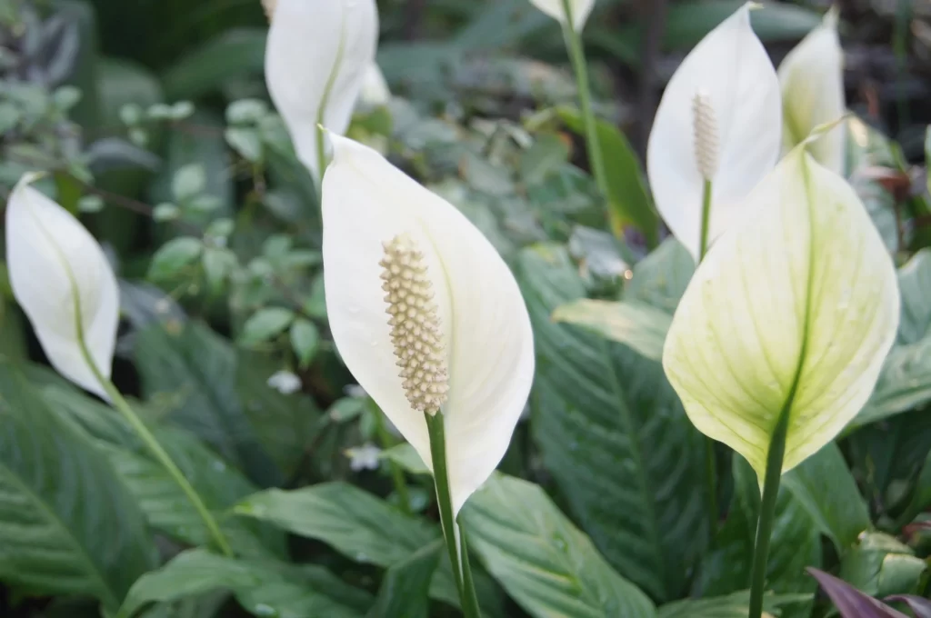 20+ Rare And Unusual Peace Lily Varieties You'll Love