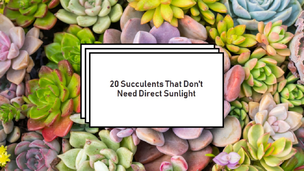 succulents that don't need sun