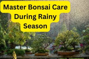 How To Water Bonsai Trees?