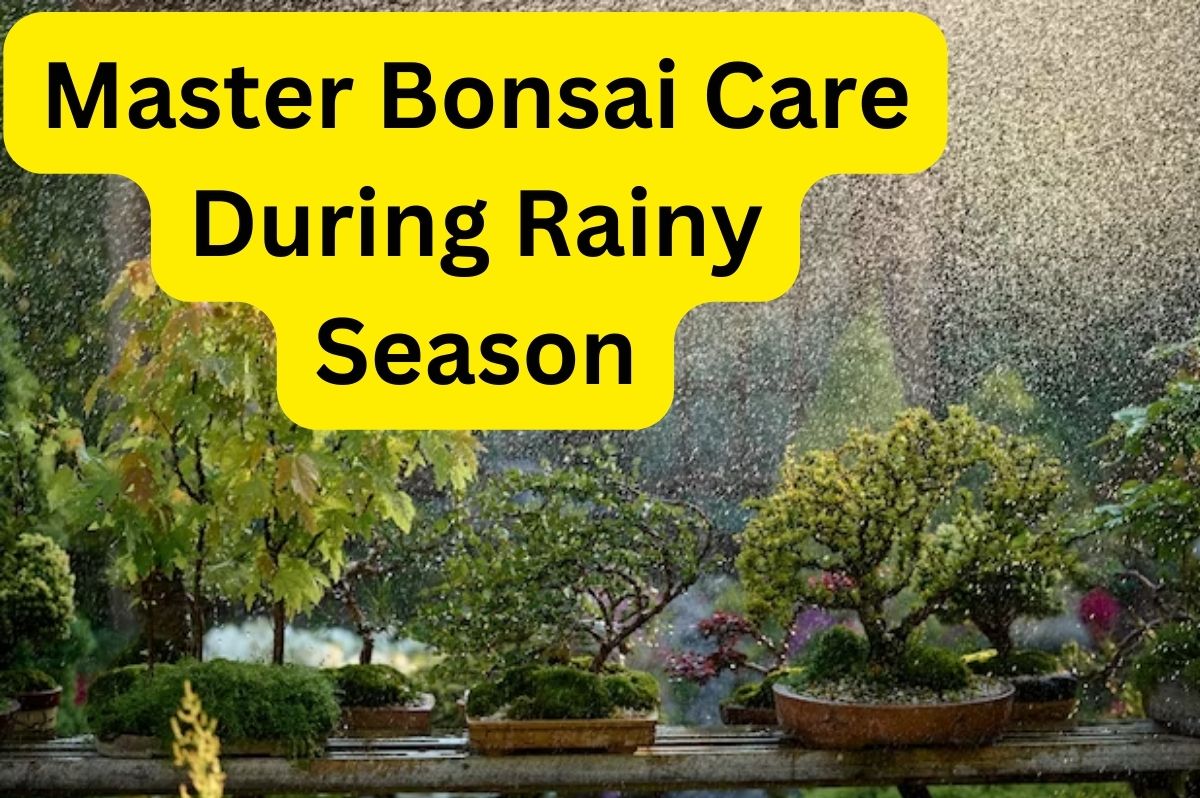 Master Bonsai Care During Rain Season