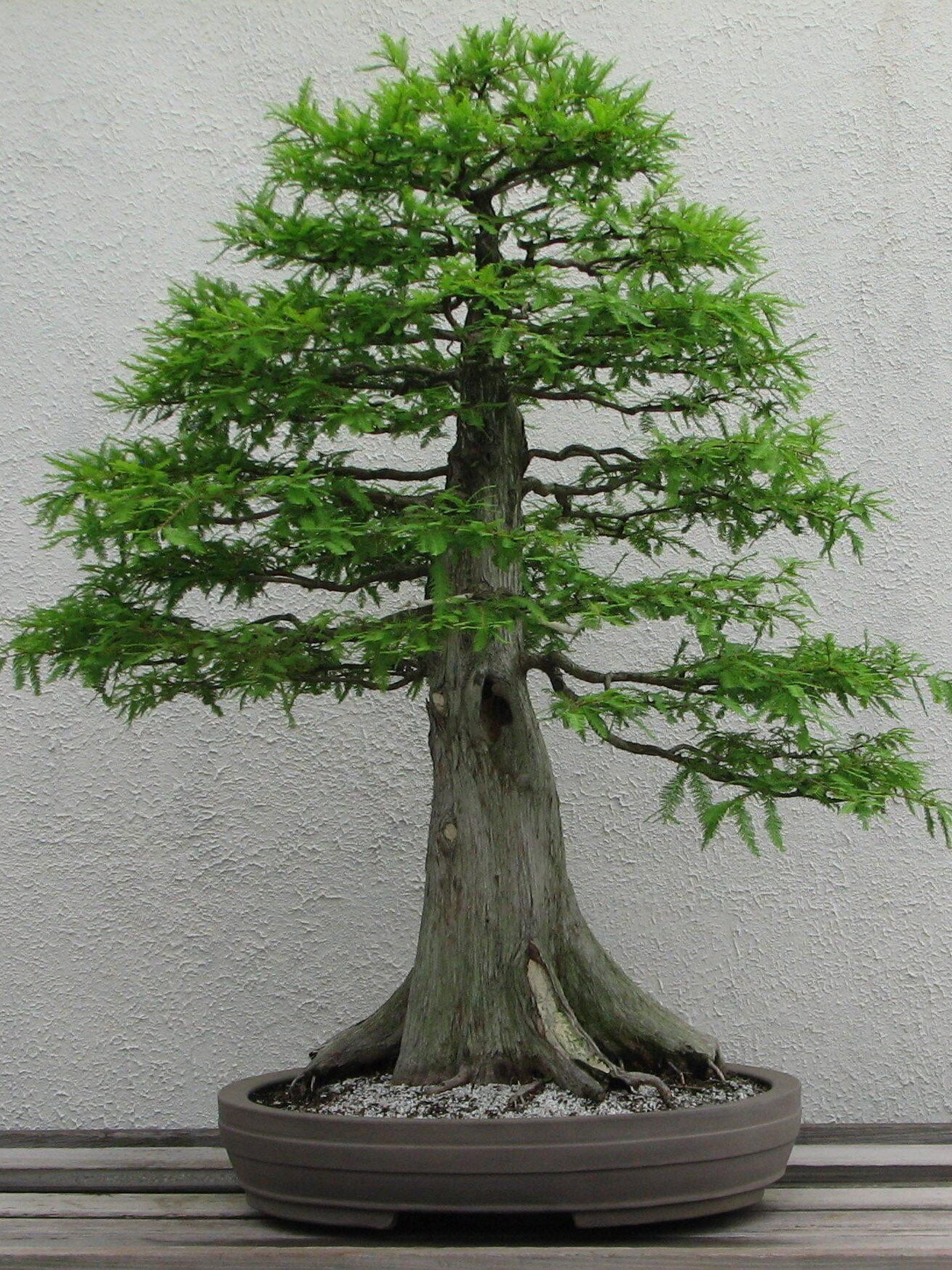 Bald-Cypress-Bonsai-2