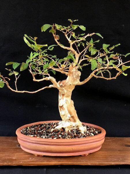 Crepe Myrtle Bonsai