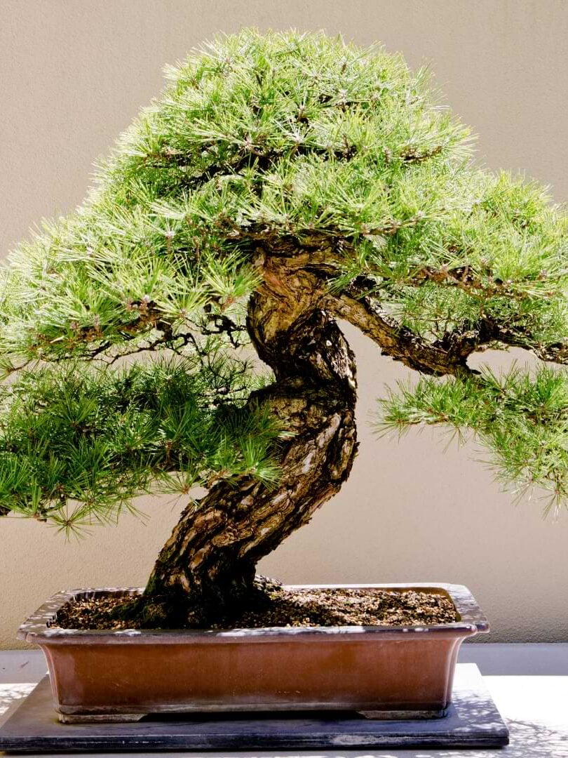 Mugo Pine Bonsai Tree