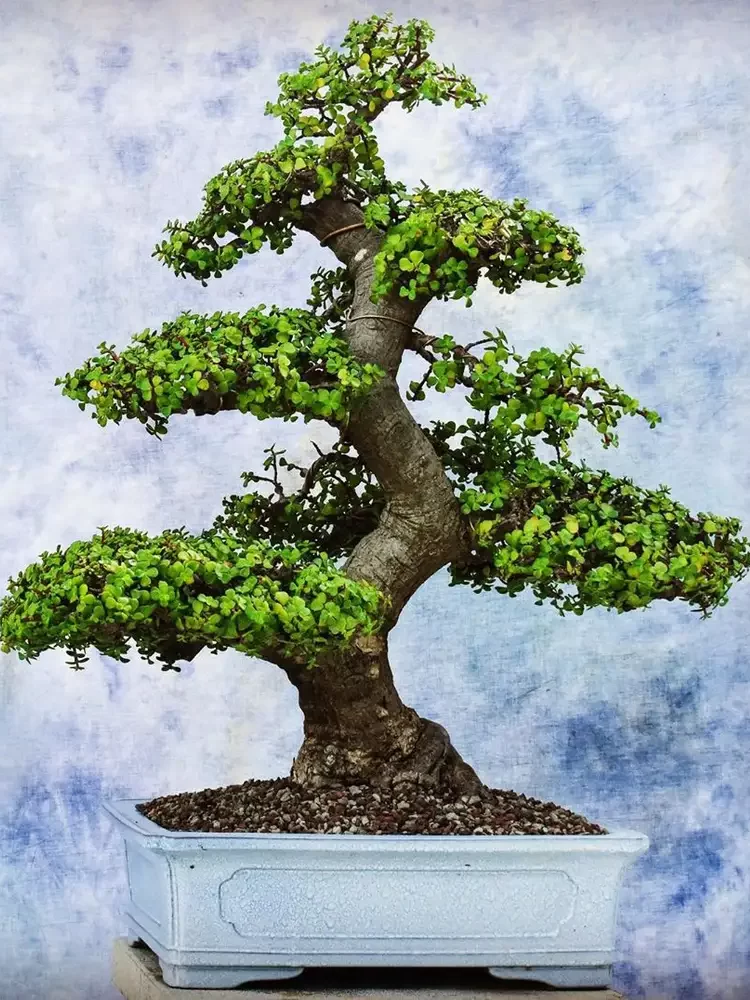 Elephant-bush-bonsai-Images-4