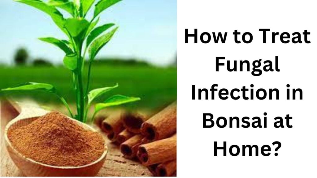 How to Treat Fungal Infection in Bonsai at Home