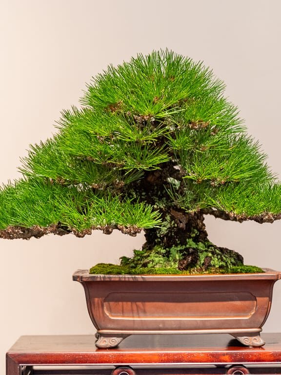 Japanese Black Pine