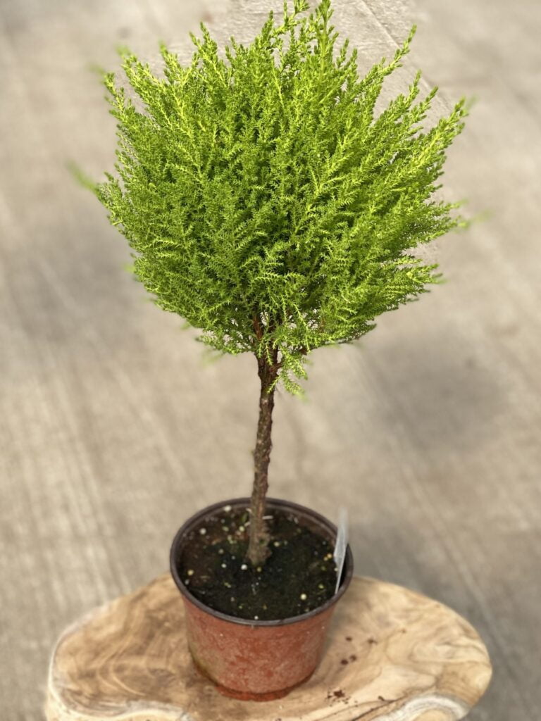 Lemon-Cypress-Bonsai-1